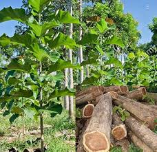 Teak Plant